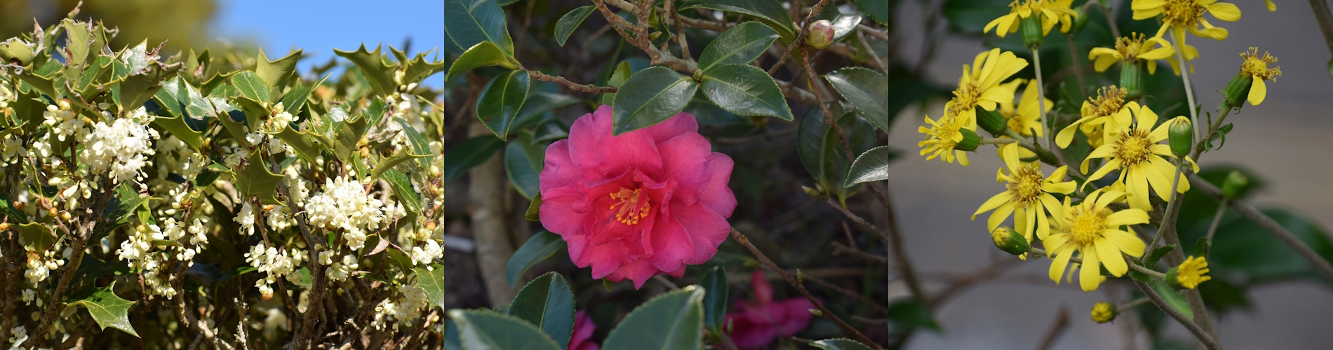 今月の花ガイド（９月）