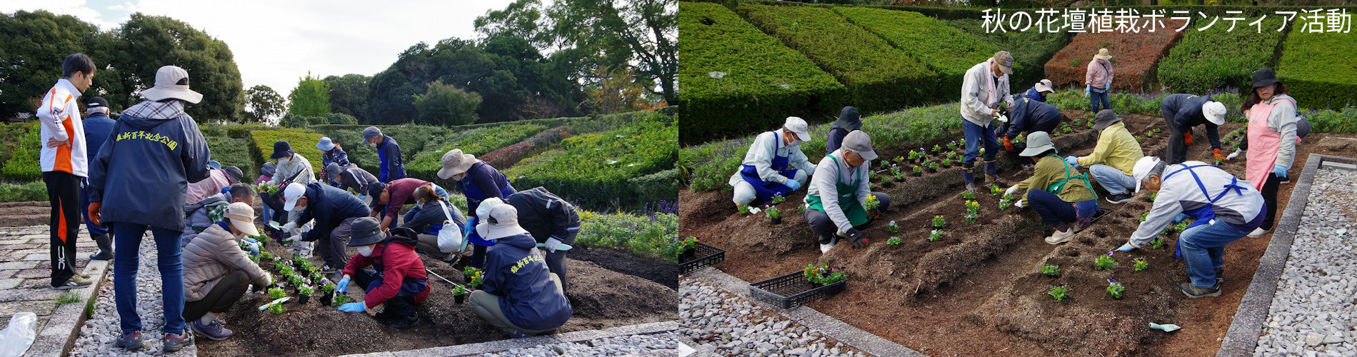 秋の花壇植栽ボランティア活動