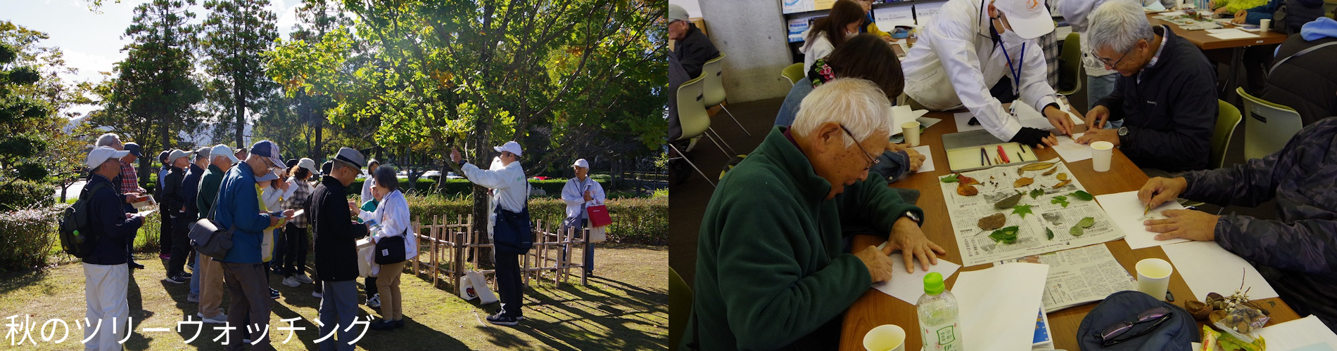 秋のツリーウォッチング