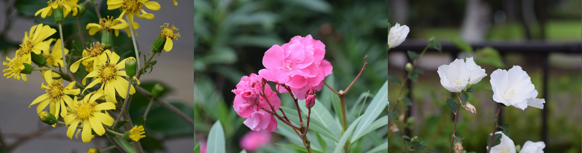 今月の花ガイド（９月）