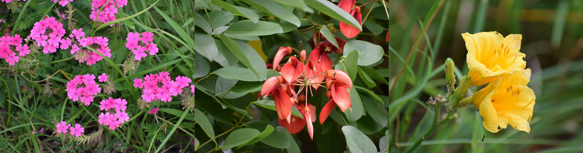今月の花ガイド（８月）