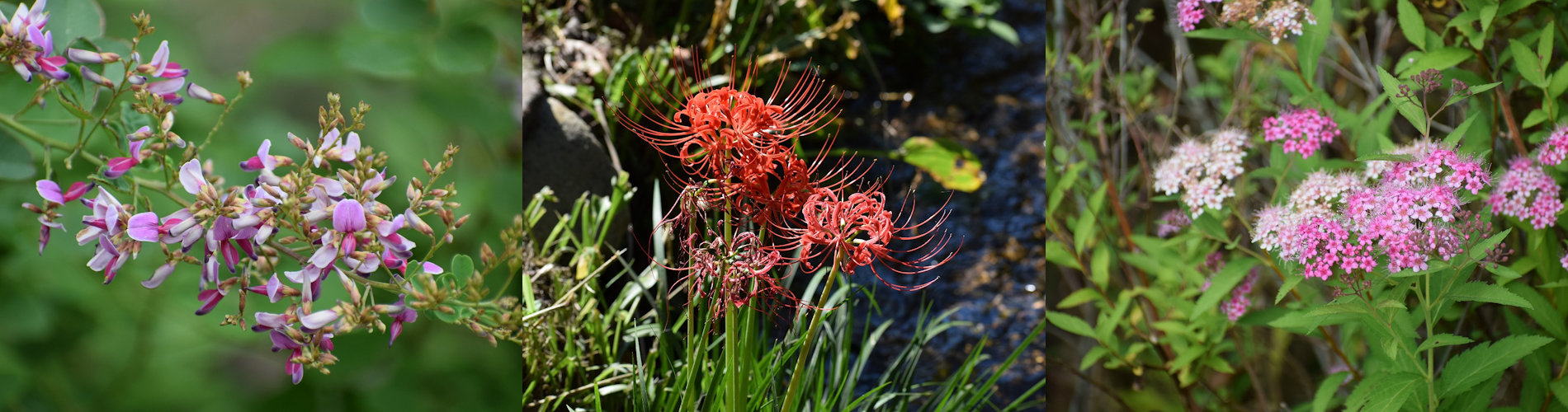 今月の花ガイド（９月）