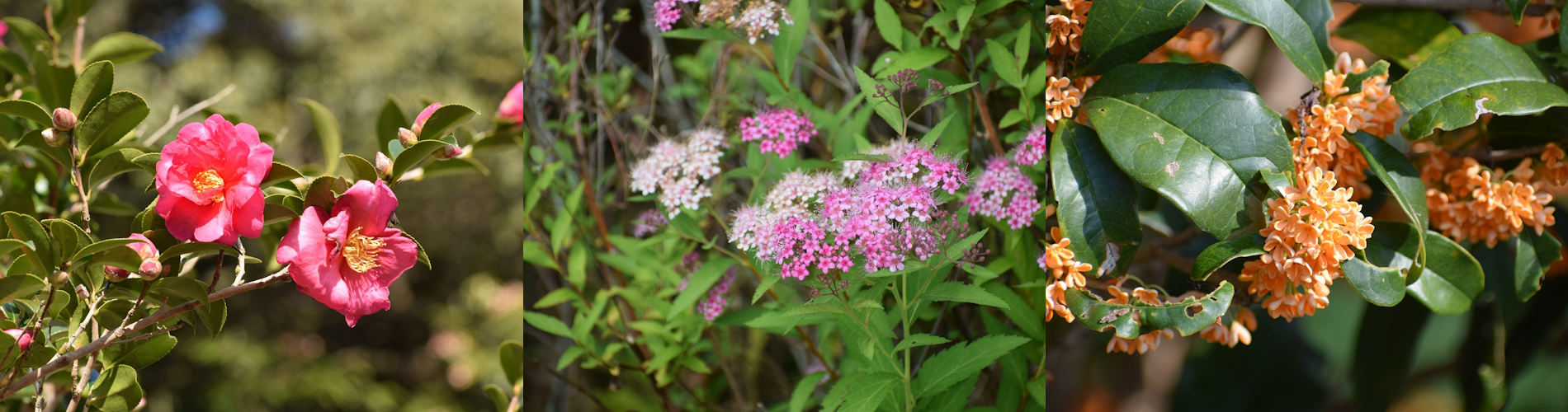 今月の花ガイド（１１月）