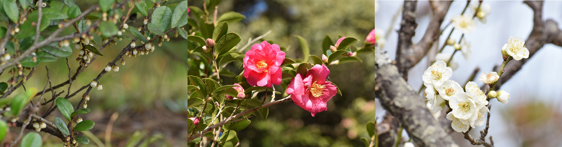 今月の花ガイド（１２月）