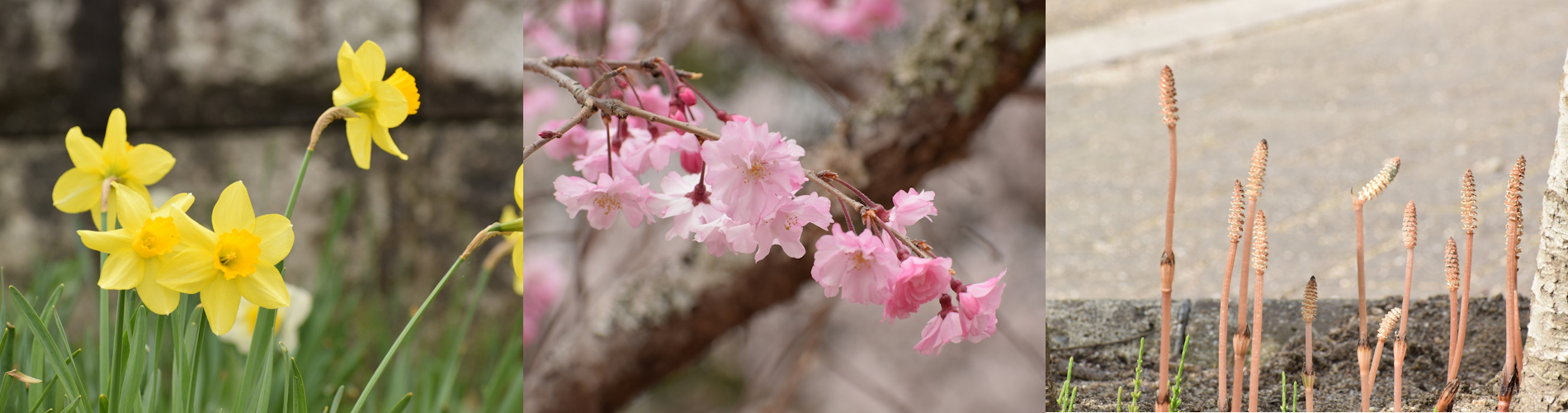 今月の花ガイド（３月）