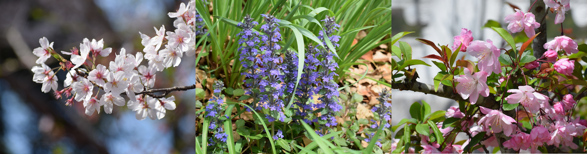 今月の花ガイド（４月）