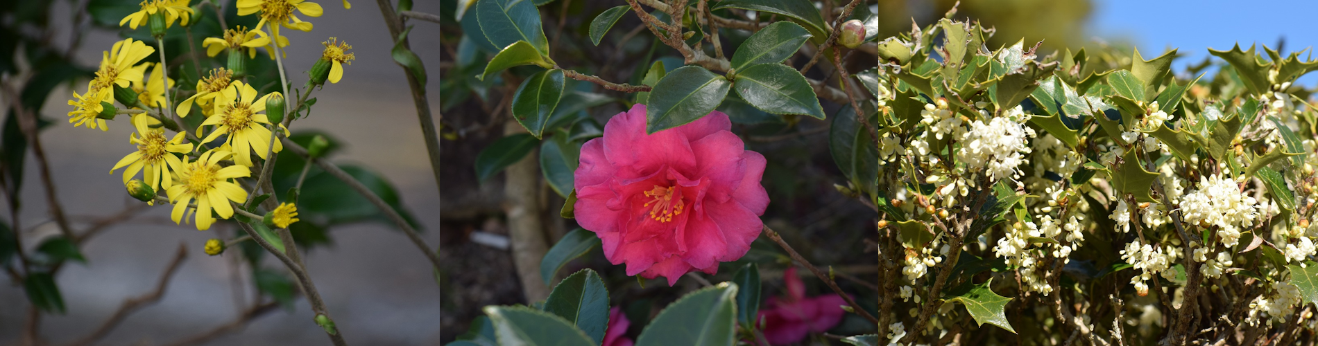今月の花ガイド（１２月）