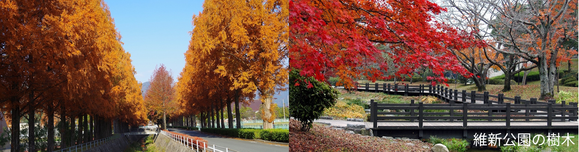 維新公園の樹木