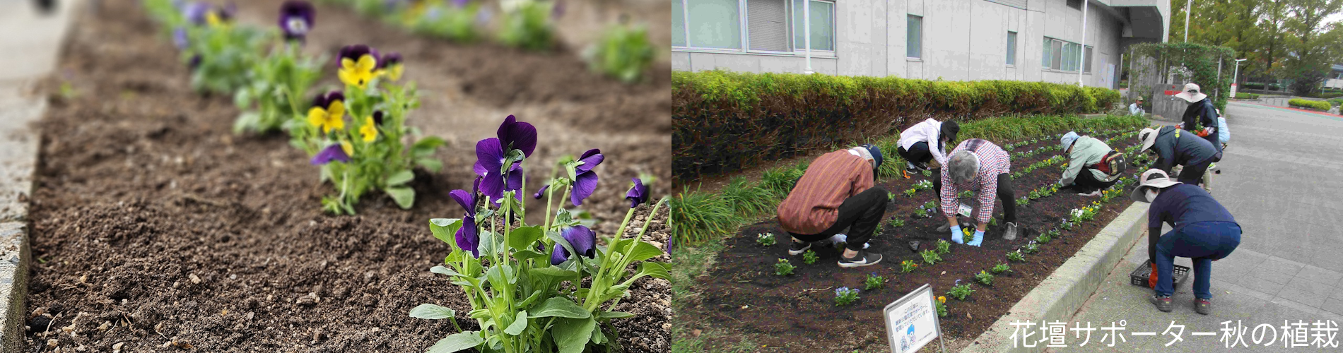 花壇サポーター秋の植栽