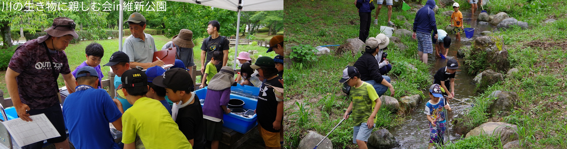 川の生き物に親しむ会in維新公園