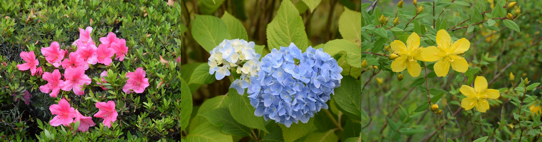 今月の花ガイド（６月）