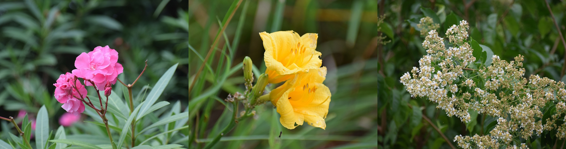 今月の花ガイド（９月）
