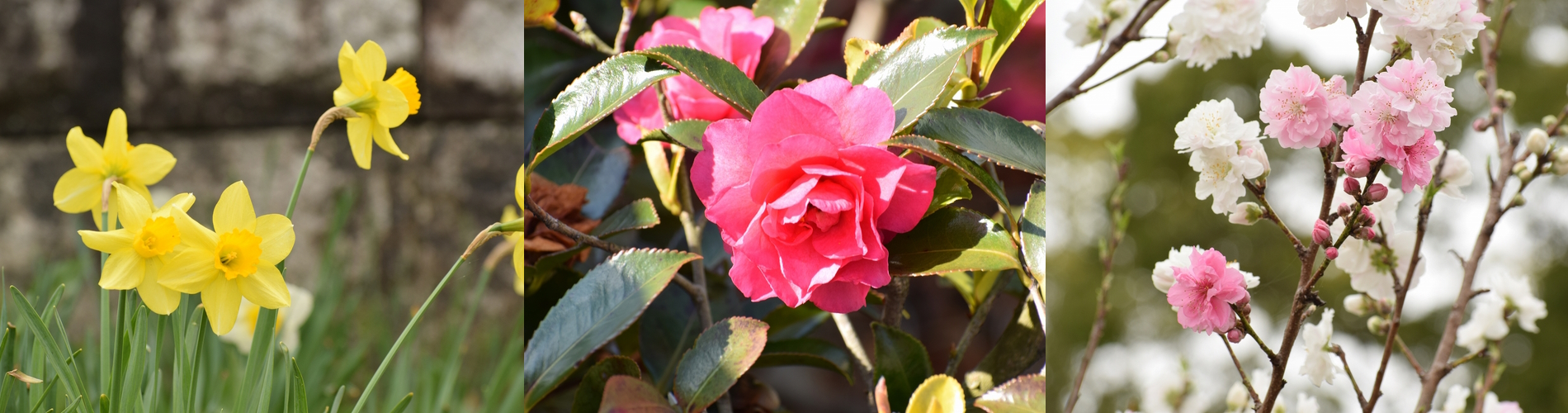 今月の花ガイド（３月）