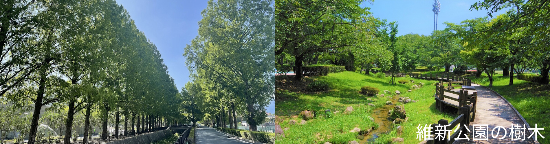 維新公園の樹木