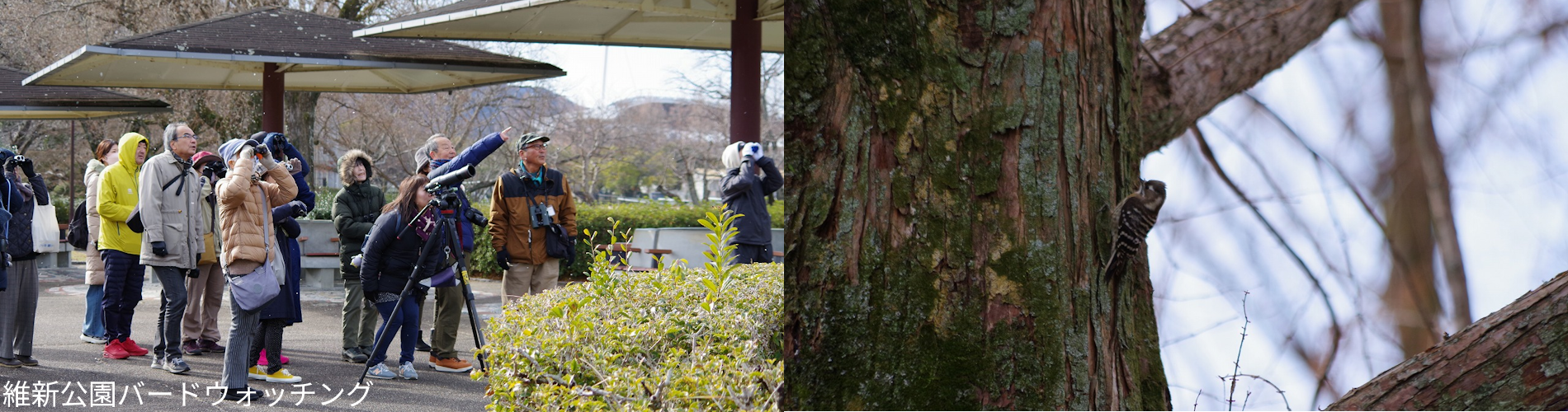 維新公園バードウォッチング