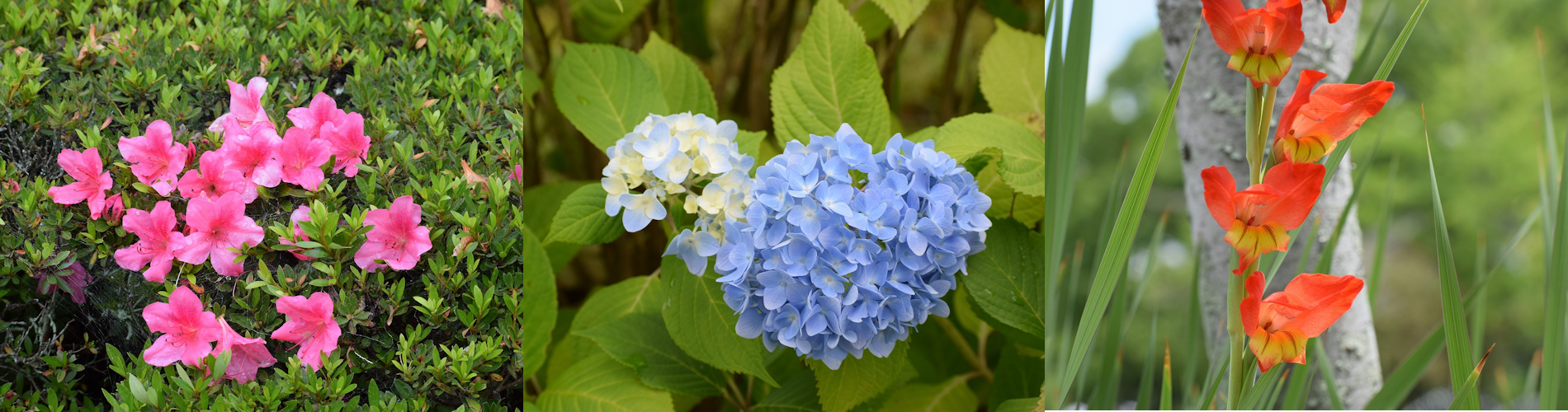 今月の花ガイド（６月）