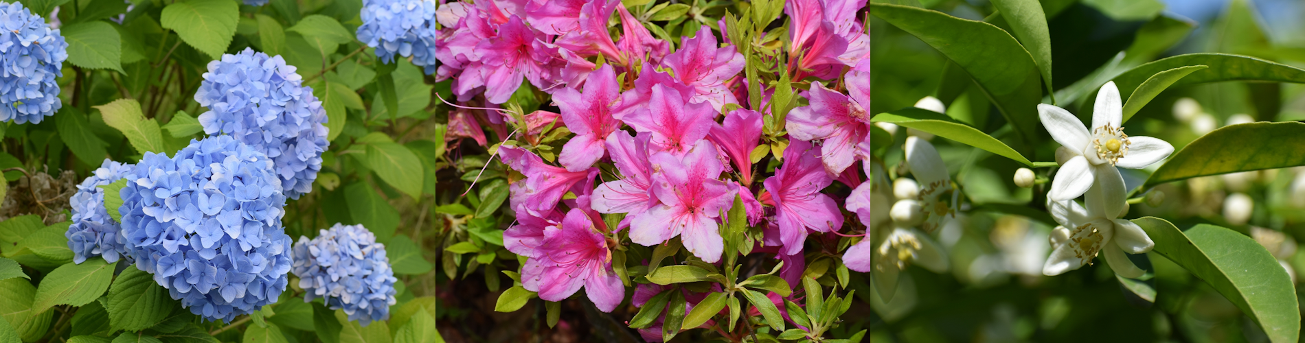 今月の花ガイド（５月）