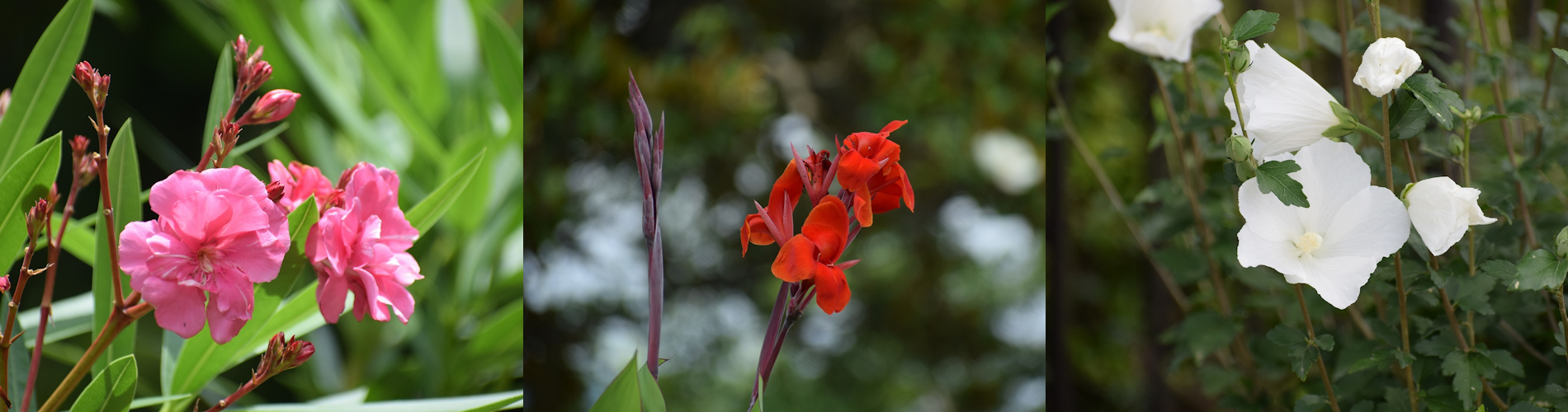 今月の花ガイド（７月）