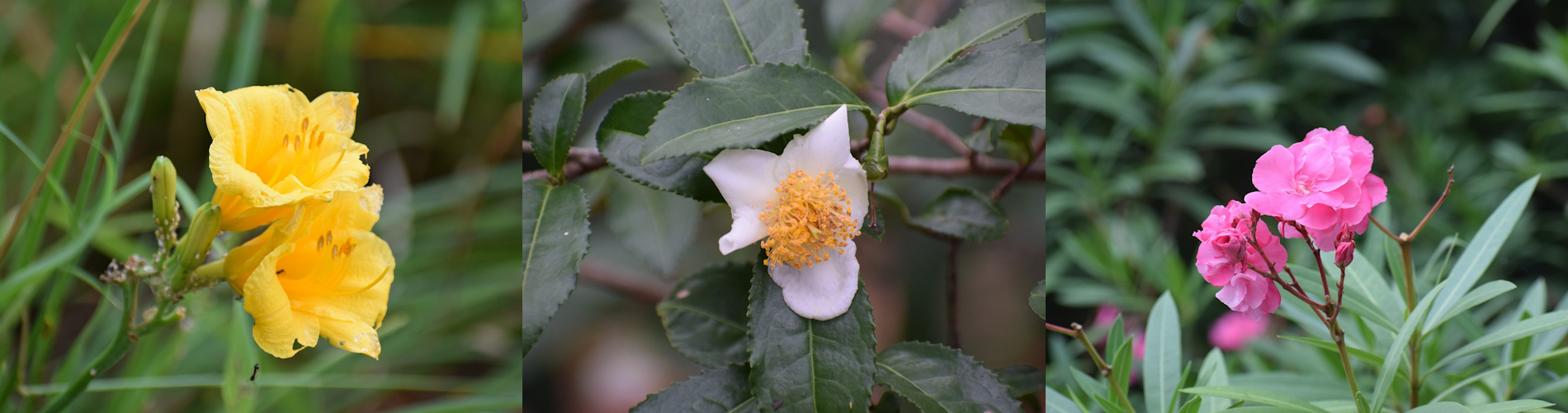 今月の花ガイド（１０月）