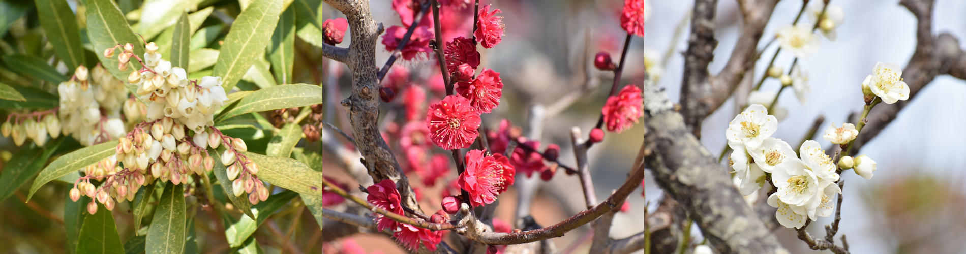 今月の花ガイド（１月）